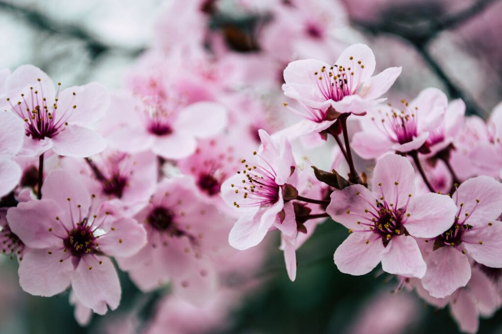 A close-up photograph of delicate pink cherry blossoms in bloom, with a soft, blurred background.