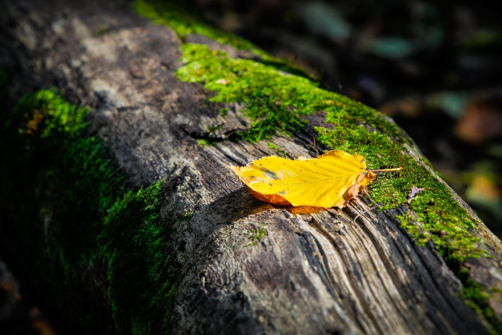 A single, bright yellow autumn leaf resting on a weathered, moss-covered log in a forest setting, with dappled sunlight highlighting the texture of the moss.
