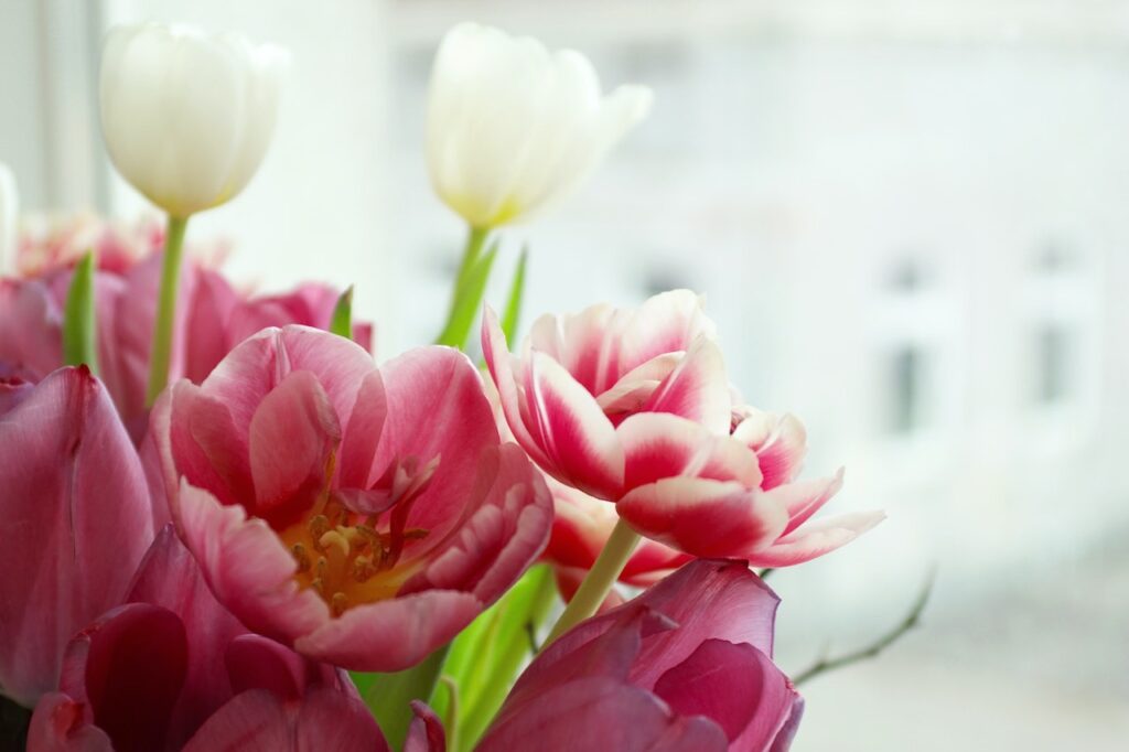 A close-up photograph of a vibrant bouquet of pink and white tulips. In the foreground, several pink tulips are in full bloom, showing their detailed yellow stamens inside. Behind them, two elegant white tulips stand tall on green stems against a softly blurred, bright background.