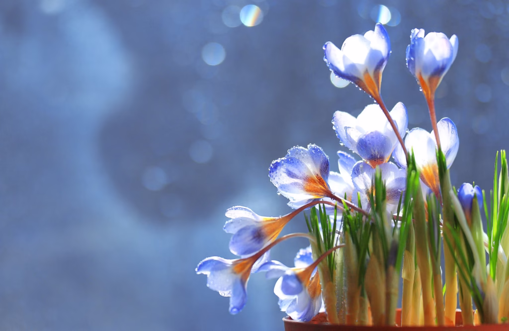 A close-up, artistic shot of a small pot of blooming blue and white crocuses. The flowers are in sharp focus, with water droplets glistening on their petals. The background is a soft, dreamy blur of blue light, evoking a sense of spring and new beginnings.