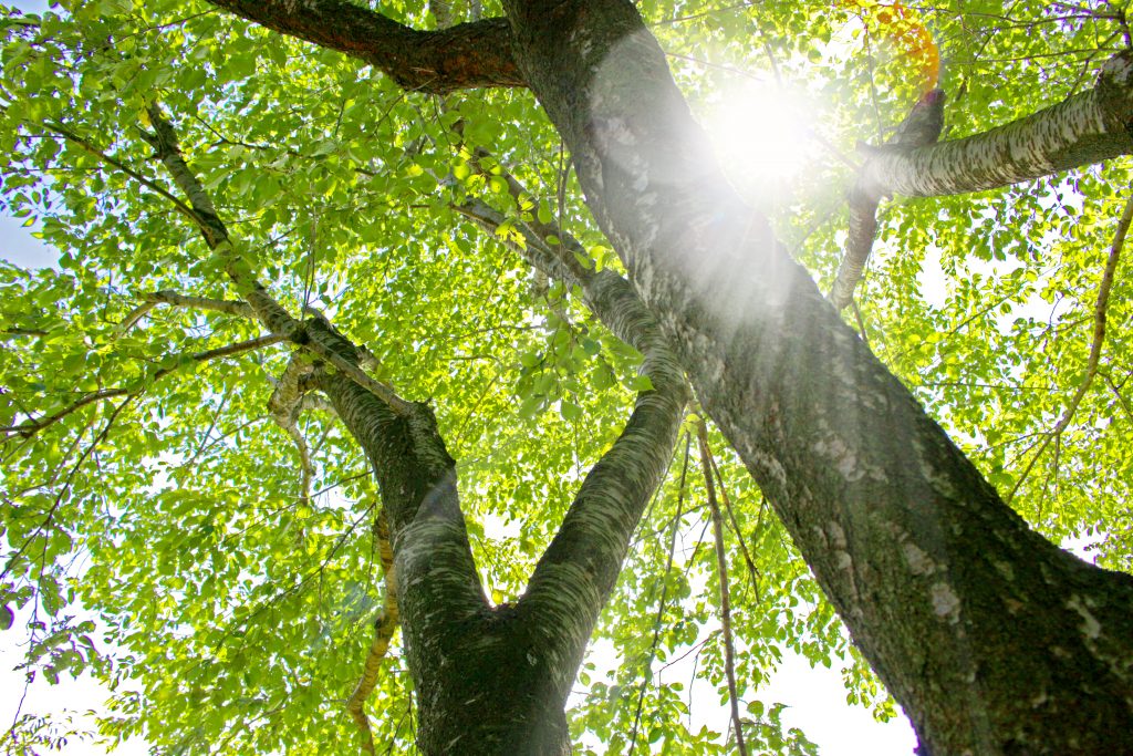 Sunlight streaming through a vibrant green forest canopy, symbolizing the growth, clarity, and hopeful outlook central to the program overview at Eli's Place.