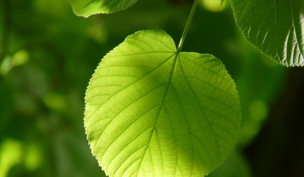 A vibrant, close-up shot of a single green leaf brightly illuminated by sunlight, showcasing its detailed vein structure. The background consists of softly blurred green foliage and dappled sunlight.
