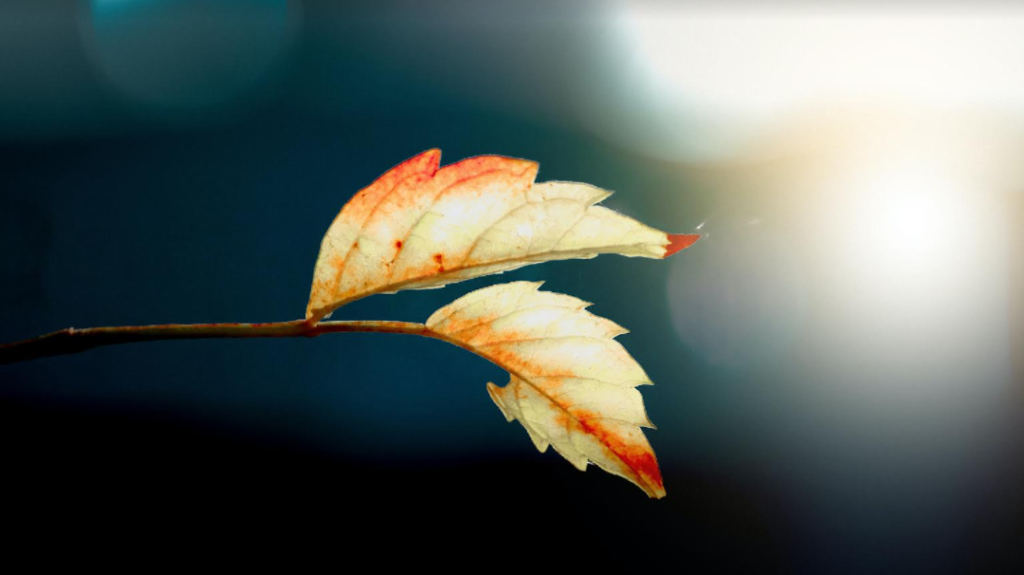 A close-up of a small, delicate twig with two autumn leaves attached. The leaves are vibrant orange and yellow with hints of green, showing their transition as they prepare to fall, set against a softly blurred, warm-toned background.