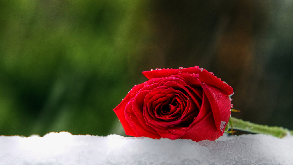 A close-up view of a vibrant red rose with water droplets on its petals, lying on top of crisp white snow against a softly blurred dark green background.