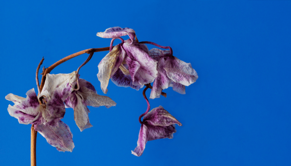 A close-up photograph of delicate, withered orchid flowers with mottled white and purple petals hanging from a slender brown stem. The flowers are set against a solid, vibrant blue background.