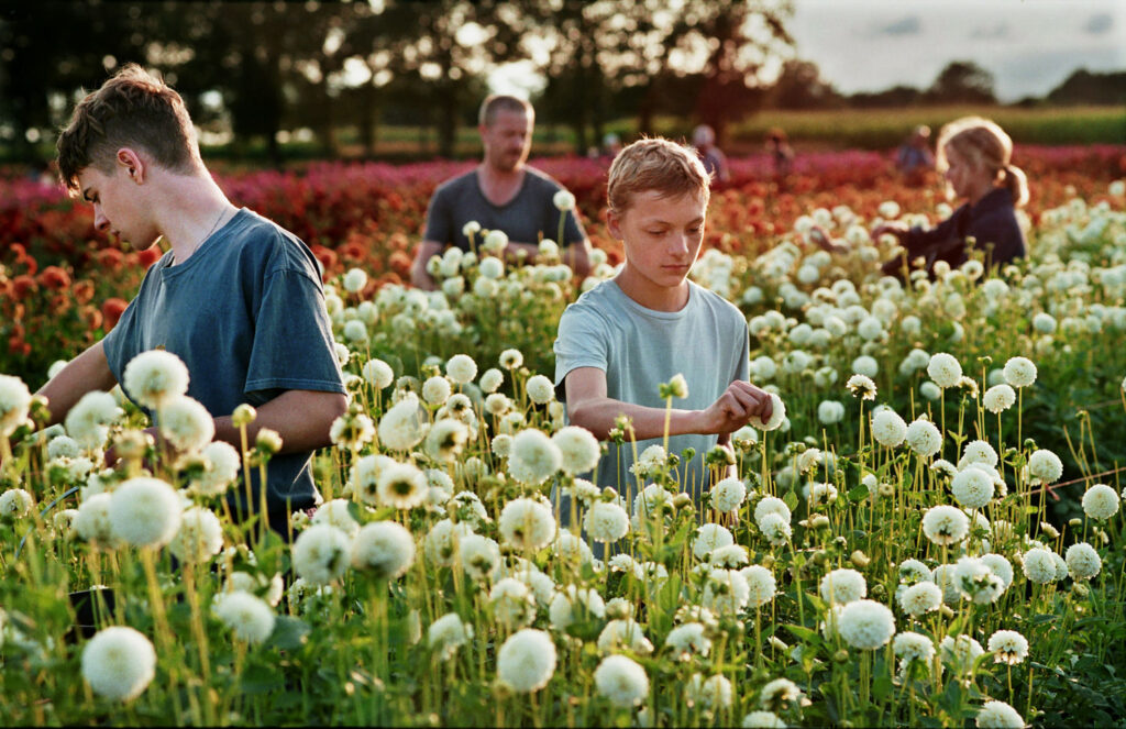 A medium shot of young people picking white flowers together in a sunny, vibrant field of red and white blossoms.