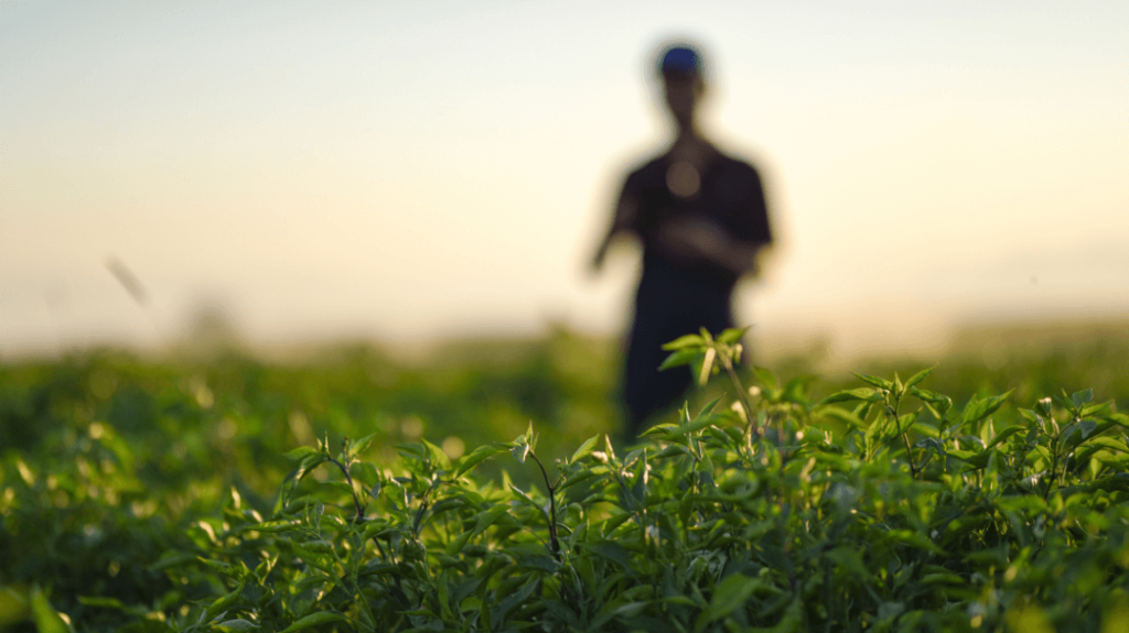 A person standing in a field under warm light, softly blurred behind a vibrant close-up of crisp green leaves in the foreground.