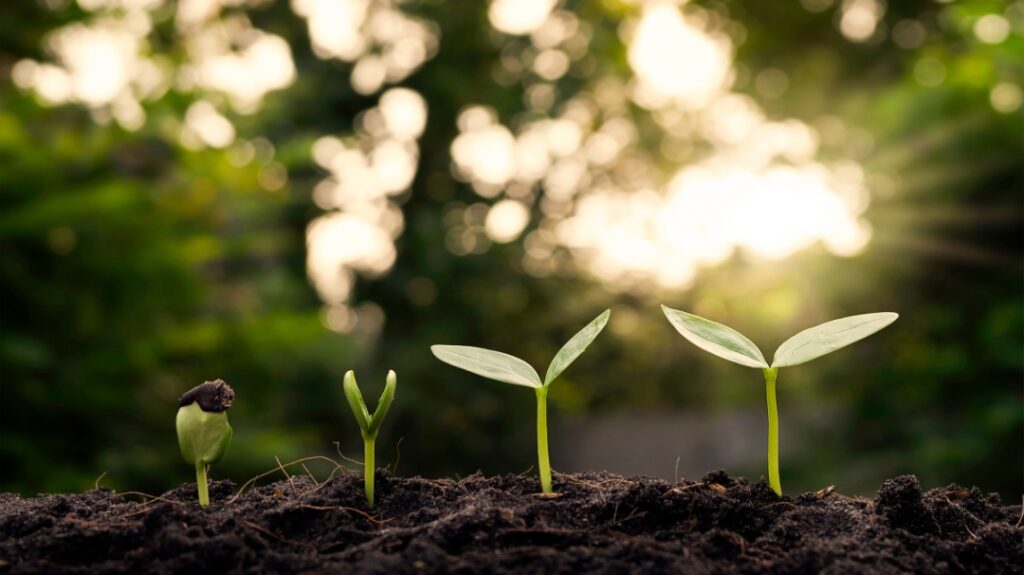 A close-up shot of small green seedlings sprouting from dark, rich soil in chronological stages of growth from left to right. On the far left, a tiny sprout emerges directly from its cracked seed casing. Moving right, the next seedling stands slightly taller with its first tiny leaves beginning to unfold. The final two seedlings are fully upright with two distinct green leaves opened wide toward a warm, bright sunlight filtering through a softly blurred background of green foliage.
