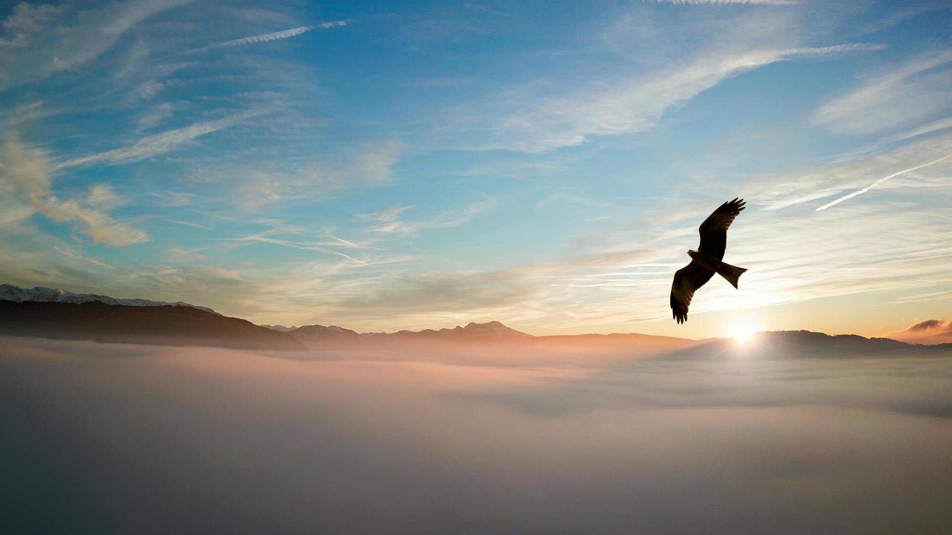 An image of a bird flying across a sunset sky – for the blog Learning to Bend and Not to Break for Eli's Place