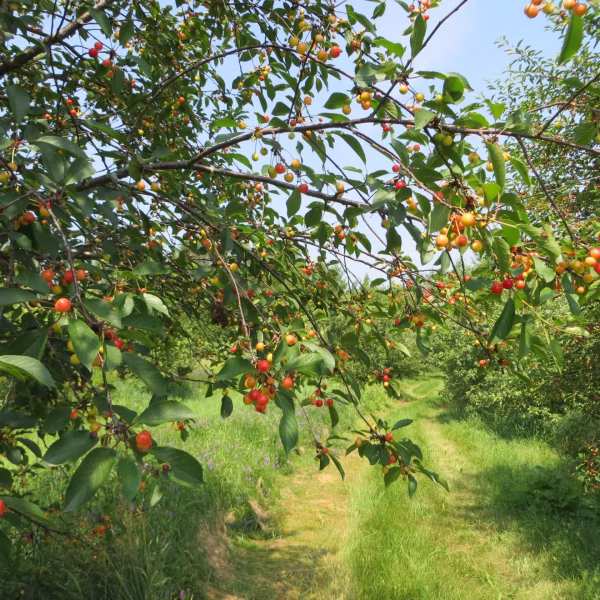 Cherry trees