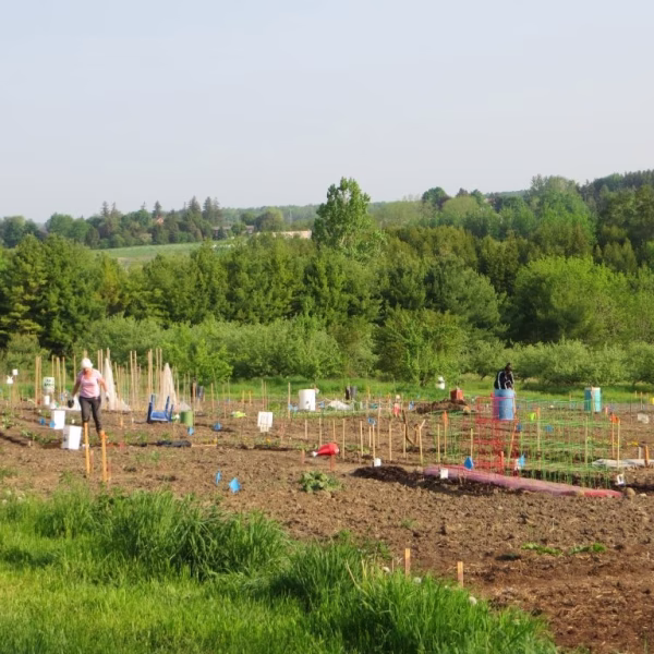 Garden 3