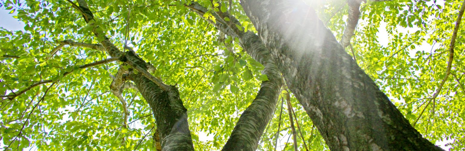 Sunlight,Through,The,Forest